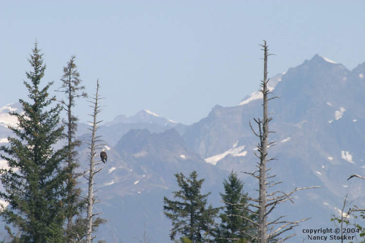 Bald Eagle Perched Above Copper River Delta near Cordova, Alaska