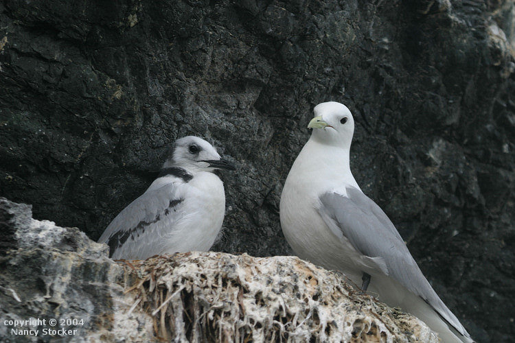 Gulls on Gull Island in Kachemak Bay near Homer, Alaska