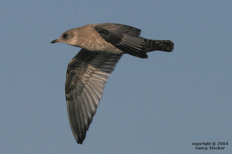 Gull over Kachemak Bay near Homer, Alaska