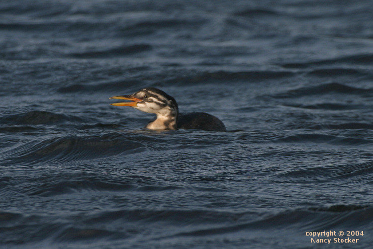 Young Red-necked Grebe on Beluga Lake in Homer, Alaska