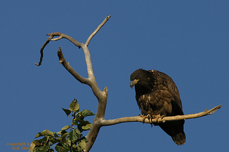 Immature Bald Eagle Perched on a Treetop near Cooper Landing, Alaska