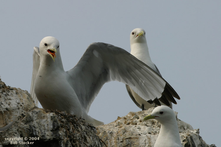 Gulls on Gull Island in Kachemak Bay near Homer, Alaska