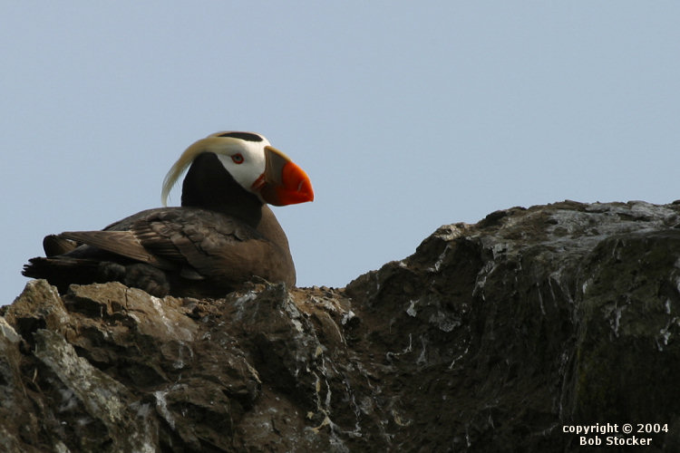 Tufted Puffin on Gull Island near Homer, Alaska