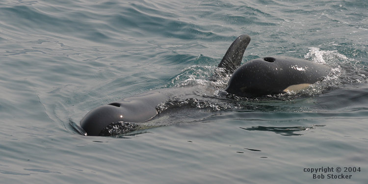 Orca Whales near Seward, Alaska
