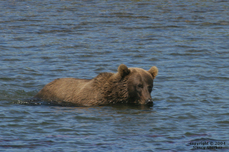 Alaska Brown Bear Fishing for Salmon, Katmai National Park and Preserve