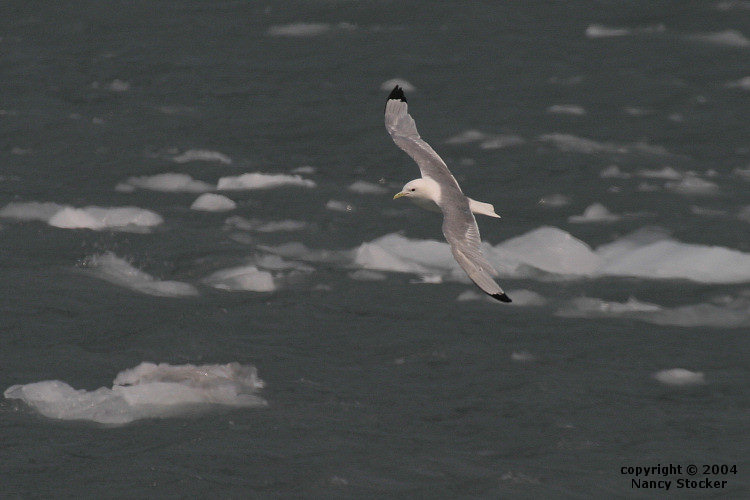 Gull Flying or Icy Water near Holgate Glacier in Kenai Fjords National Park