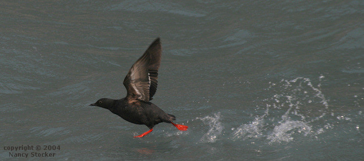 Pigeon Guillemot Taking off from Holgate Arm of Aialik Bay in Kenai Fjords National Park