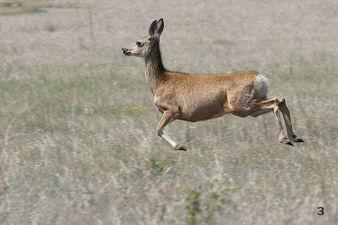 Fleeing Mule Deer Doe