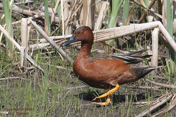 Cinnamon Teal