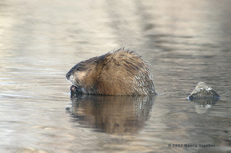 Muskrat