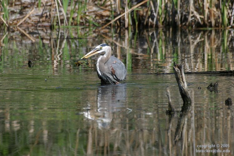 Great Blue Heron and a Captured Fish #2