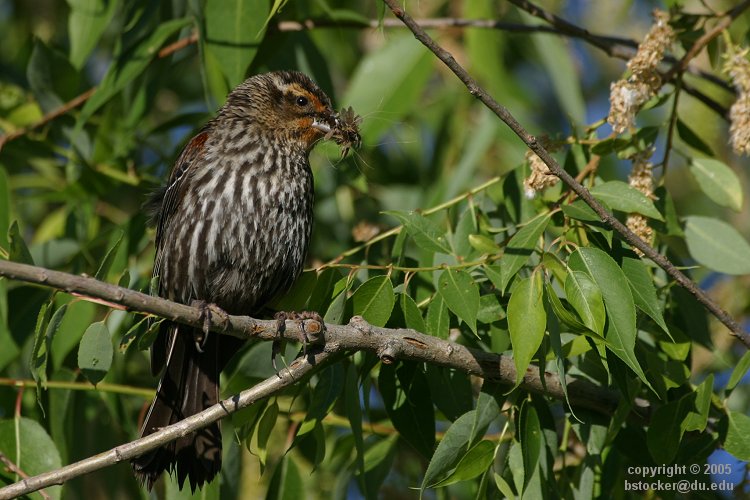 Female Red-winged Blackbird