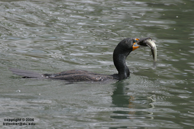 Double-crested Cormorant with a Fish #1