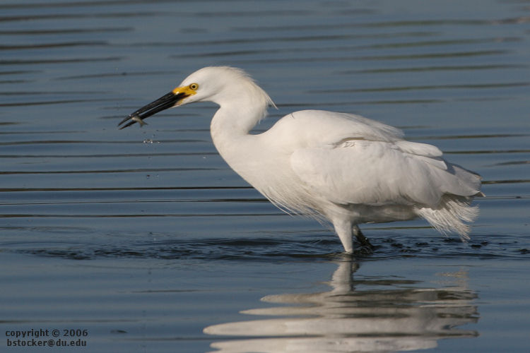Snowy Egret with a Fish 