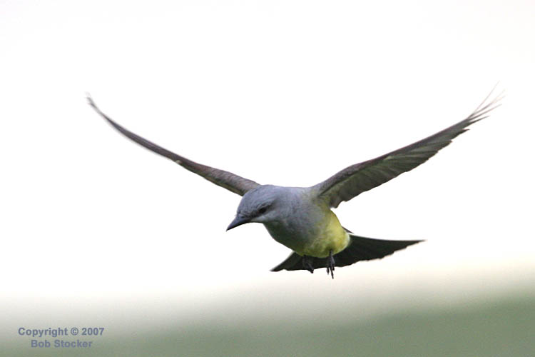 Hovering Western Kingbird