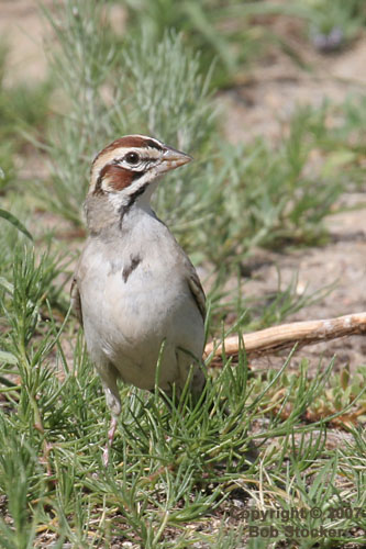 Lark Sparrow