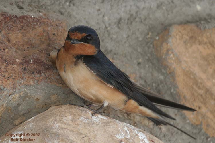 Barn Swallow