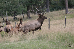 Bull Elk Jumping a Fence #1