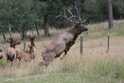 Bull Elk Jumping a Fence #2