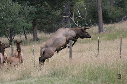 Bull Elk Jumping a Fence #3