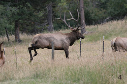 Bull Elk Jumping a Fence #4