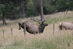 Bull Elk Jumping a Fence #5