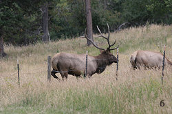 Bull Elk Jumping a Fence #6