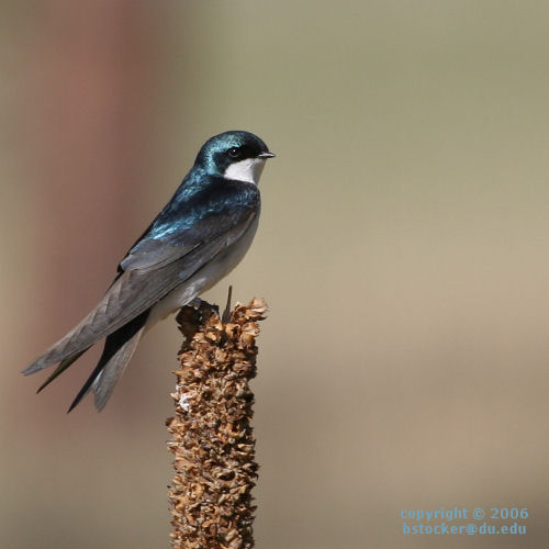 Tree Swallow Perched on a Mullein Plant