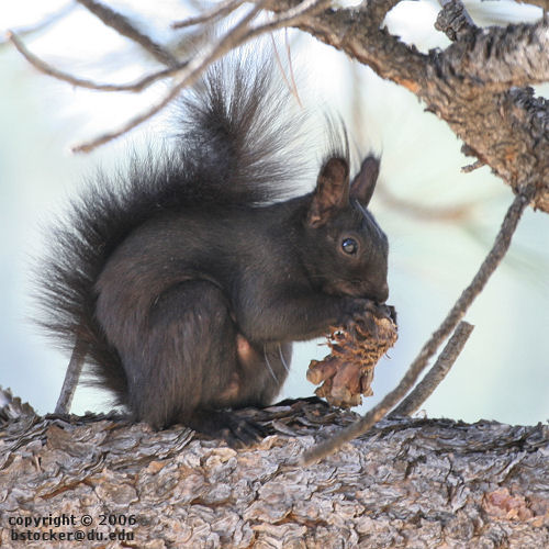 Abert's Squirrel