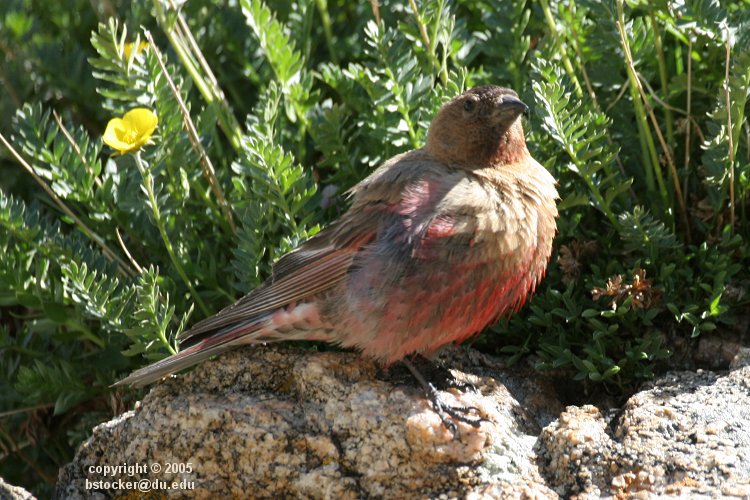 Brown-capped Rosy-Finch