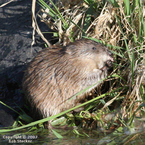 Muskrat Munching Fresh Grass in the Final Days of Winter