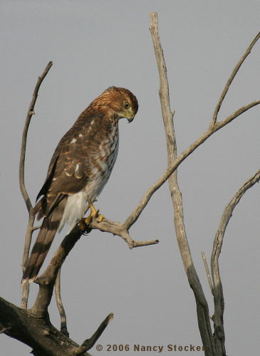 Juveline Cooper's Hawk