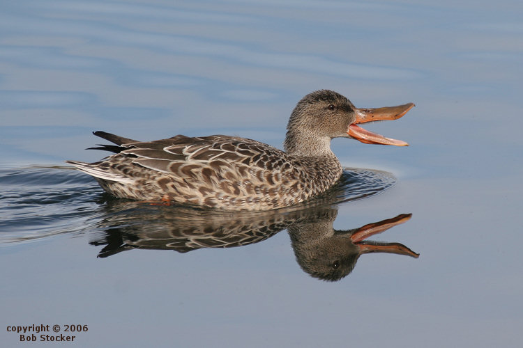 Quacking Female Northern Shoveler