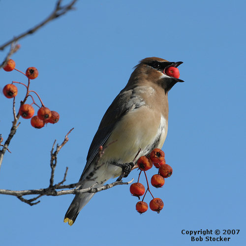 Cedar Waxwing Eating a Hawthorn Berry