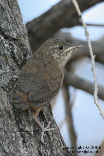 Recently Fledged House Wren