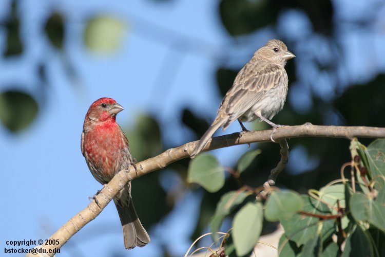 Male and Female House Finches