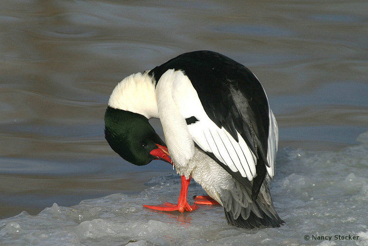 Male Common Merganser Preening on Ice