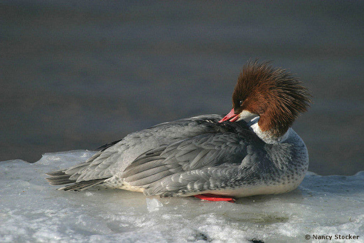 Female Common Merganser Preening on Ice