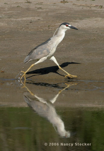 Stalking Black-Crowned Night Heron