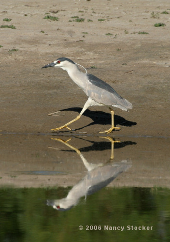 Stalking Black-Crowned Night Heron
