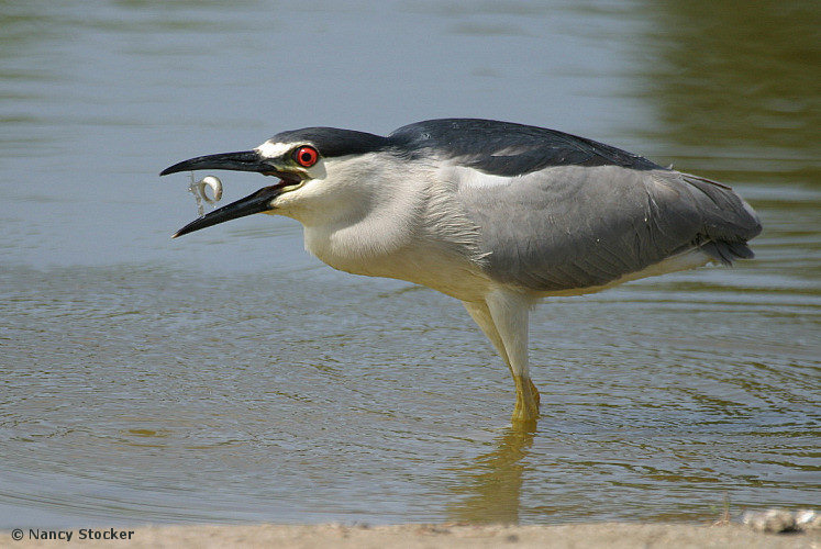 Black-crowned Night Heron with a Fish