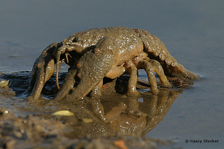 Crayfish