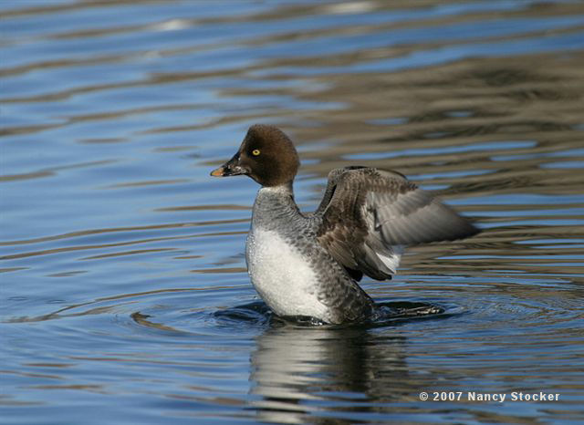 Female Common Goldeneye