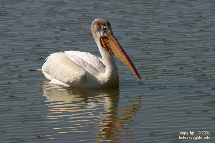American White Pelican