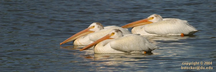 Three American White Pelicans Relaxing 
