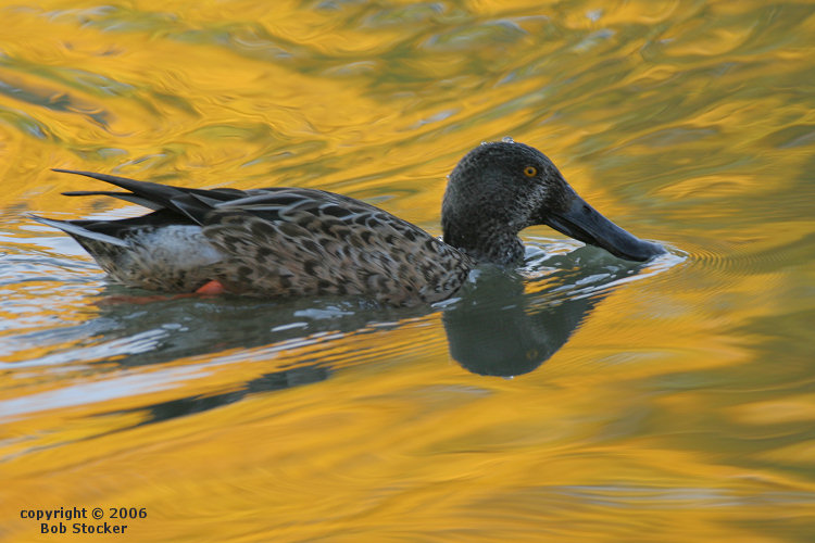 Male Northern Shoveler (Autumn Plumage) 
