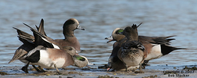 American Wigeons