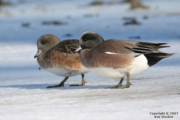 Female and Male American Wigeons on Snow-covered Ice