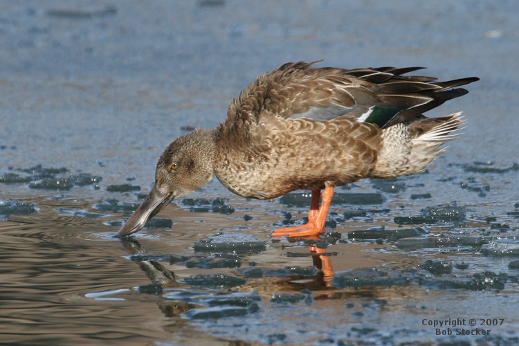 Northern Shoveler Drinking Ice Water