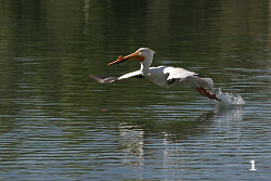 American White Pelican 'Bouncing' Across a Lake #1